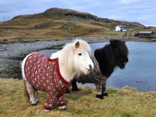 Пазл «Shetland pony»