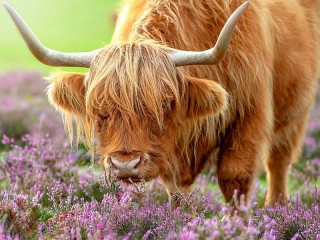 Quebra-cabeça «Scottish bull»