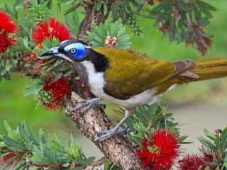 Puzzle «Blue-eared honeyeater»