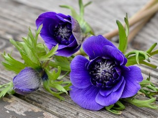 Rompecabezas «Blue anemones»