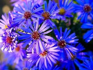 パズル «Blue asters»