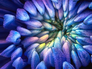 Puzzle «blue petals»