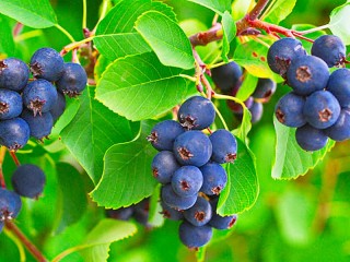 Jigsaw Puzzle «Blue berries»