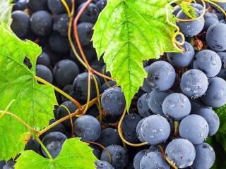 Пазл «Синий виноград»