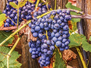 Rätsel «Blue grape»