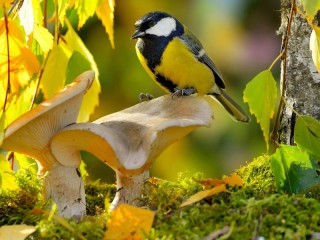 Jigsaw Puzzle «Tit and mushrooms»