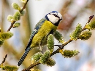 Quebra-cabeça «Blue tit on willow»