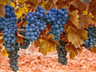 Rätsel «Blue grape»