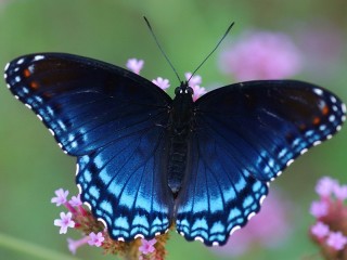 パズル «Blue butterfly»