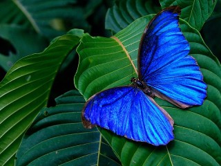 Пазл «Синяя бабочка»