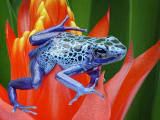パズル «Blue frog»