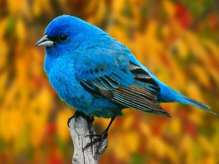 Пазл «Синяя птичка»