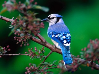 Пазл «Blue bird»