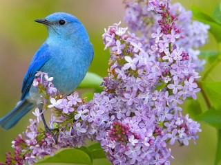 Пазл «Blue bird»