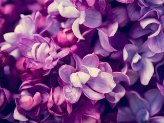 Пазл «Lilac»