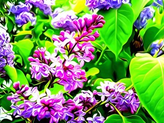 Rompecabezas «Lilac»