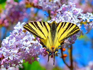 Rompecabezas «Lilacs and swallowtail»