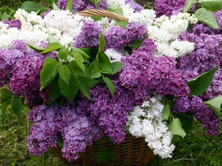 Jigsaw Puzzle «Lilac in a basket»
