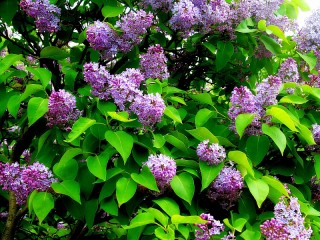 Jigsaw Puzzle «Lilac spring»