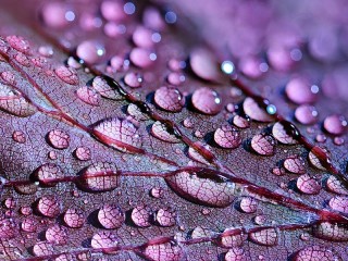 Puzzle «Lilac drops»
