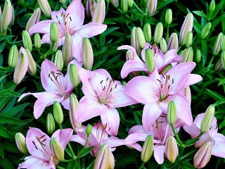 Jigsaw Puzzle «Lilac Lily»