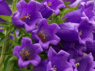 Slagalica «Lilac flowers»