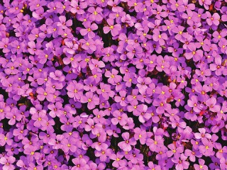 Slagalica «Purple carpet»