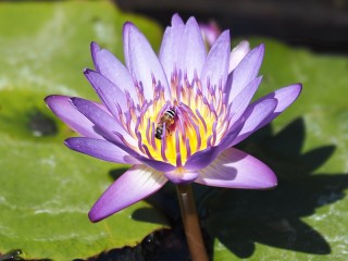 Jigsaw Puzzle «Purple Lotus»