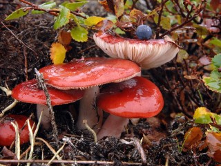 Rompicapo «Russula after the rain»