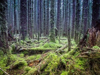 Rompecabezas «Fairy forest»