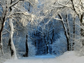 Slagalica «fairy forest»