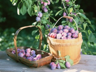 Jigsaw Puzzle «Plums»