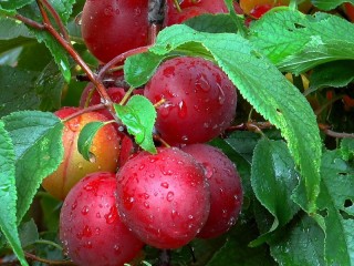 Jigsaw Puzzle «Plums on a branch»