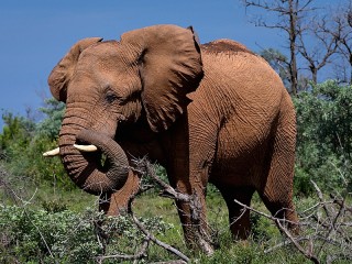 Slagalica «Elephant»