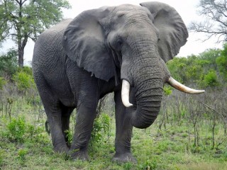 Пазл «Слон»