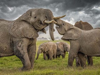 Slagalica «Elephants»