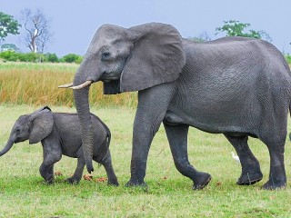 Пазл «Elephants»