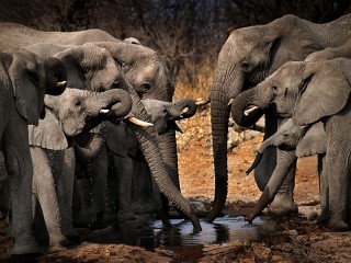 Quebra-cabeça «Elephants at the watering»