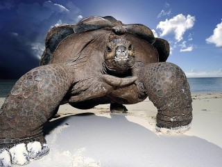 Пазл «Слоновая черепаха»