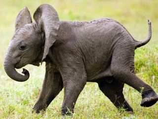 Слагалица «Elephant»