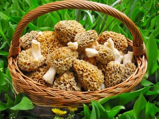 Jigsaw Puzzle «Morels in a basket»
