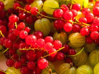 Пазл «Currant and gooseberry»