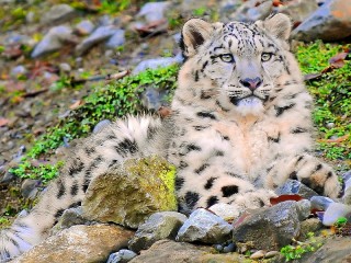 Jigsaw Puzzle «Snow Leopard»