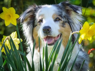 Puzzle «Dog and daffodils»