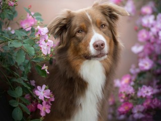 Quebra-cabeça «Dog and flowers»