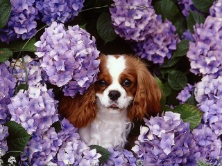 Jigsaw Puzzle «Dog and flowers»
