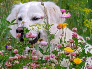 Пазл «Собака и цветы»