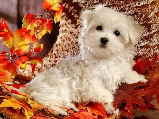 Jigsaw Puzzle «Dog in the leaves»