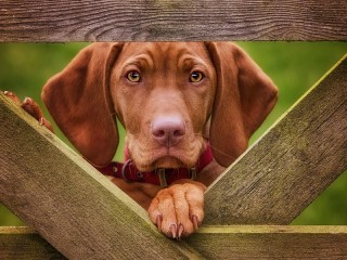 Jigsaw Puzzle «The dog behind the fence»