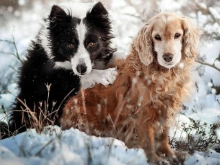 Rompecabezas «Dogs in winter»
